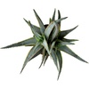 image:imageAltman Plants Swordfish Aloe Plant Exotic Plants Succulents Live Plant Decor Exotic Succulent amp Rare Plants Real Plants Live Succulents Plants Live Houseplants Rare Succulent Plants Live Plants