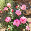 image:imageAltman Plants True Bloom Pink Rose Bush True Bliss Live Rose Plant Plant Lover Gifts Live Outdoor Plants Garden Rose Bushes Ready to Plant Roses Live Plants Outdoor Plants in 8 qt Nursery Pot