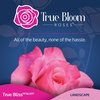 image:imageAltman Plants True Bloom Pink Rose Bush True Bliss Live Rose Plant Plant Lover Gifts Live Outdoor Plants Garden Rose Bushes Ready to Plant Roses Live Plants Outdoor Plants in 8 qt Nursery Pot
