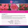 image:imageAltman Plants True Bloom Pink Rose Bush True Bliss Live Rose Plant Plant Lover Gifts Live Outdoor Plants Garden Rose Bushes Ready to Plant Roses Live Plants Outdoor Plants in 8 qt Nursery Pot
