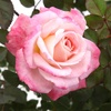image:imageAltman Plants True Bloom Pink Rose Bush True Bliss Live Rose Plant Plant Lover Gifts Live Outdoor Plants Garden Rose Bushes Ready to Plant Roses Live Plants Outdoor Plants in 8 qt Nursery Pot