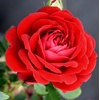 image:imageAltman Plants True Bloom Red Rose Bush True Love Live Rose Plant Plant Lover Gifts Live Outdoor Plants Garden Rose Bushes Ready to Plant Roses Live Plants Outdoor Plants in 6 qt Nursery Pot