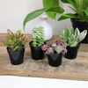 image:imageAltman Plants Variegated Succulent Plant Collection 4PK Mini Succulents Colorful Succulent Plants Live Succulents Multicolor Succulents Variegated Live Plants amp House Plants in 25 Pots