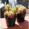 image:imageAltman Plants Variegated Succulent Plant Collection 4PK Mini Succulents Colorful Succulent Plants Live Succulents Multicolor Succulents Variegated Live Plants amp House Plants in 25 Pots