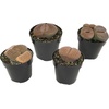 image:imageAltman Plants XL Giant Living Stones Succulents 8PK Lithops Live Plants amp Real Succulents Pet Safe Plants amp Live Succulent Plants Pet Friendly Plants Live Plants in 25 Pots with Succulent SoilGiant Lithops