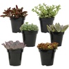 image:imageAltman Plants XL Giant Living Stones Succulents 8PK Lithops Live Plants amp Real Succulents Pet Safe Plants amp Live Succulent Plants Pet Friendly Plants Live Plants in 25 Pots with Succulent SoilPet Safe Succulents