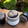 image:imageAltman Plants XL Giant Living Stones Succulents 8PK Lithops Live Plants amp Real Succulents Pet Safe Plants amp Live Succulent Plants Pet Friendly Plants Live Plants in 25 Pots with Succulent SoilGiant Lithops