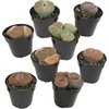 image:imageAltman Plants XL Giant Living Stones Succulents 8PK Lithops Live Plants amp Real Succulents Pet Safe Plants amp Live Succulent Plants Pet Friendly Plants Live Plants in 25 Pots with Succulent SoilGiant Lithops