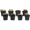 image:imageAltman Plants XL Giant Living Stones Succulents 8PK Lithops Live Plants amp Real Succulents Pet Safe Plants amp Live Succulent Plants Pet Friendly Plants Live Plants in 25 Pots with Succulent SoilGiant Lithops