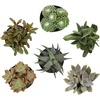 image:imageAltman Plants XL Giant Living Stones Succulents 8PK Lithops Live Plants amp Real Succulents Pet Safe Plants amp Live Succulent Plants Pet Friendly Plants Live Plants in 25 Pots with Succulent SoilPet Safe Succulents