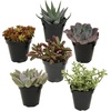 image:imageAltman Plants XL Giant Living Stones Succulents 8PK Lithops Live Plants amp Real Succulents Pet Safe Plants amp Live Succulent Plants Pet Friendly Plants Live Plants in 25 Pots with Succulent SoilPet Safe Succulents