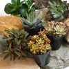 image:imageAltman Plants XL Giant Living Stones Succulents 8PK Lithops Live Plants amp Real Succulents Pet Safe Plants amp Live Succulent Plants Pet Friendly Plants Live Plants in 25 Pots with Succulent SoilPet Safe Succulents