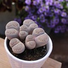 image:imageAltman Plants XL Giant Living Stones Succulents 8PK Lithops Live Plants amp Real Succulents Pet Safe Plants amp Live Succulent Plants Pet Friendly Plants Live Plants in 25 Pots with Succulent SoilGiant Lithops