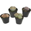 image:imageAltman Plants XL Giant Living Stones Succulents 8PK Lithops Live Plants amp Real Succulents Pet Safe Plants amp Live Succulent Plants Pet Friendly Plants Live Plants in 25 Pots with Succulent SoilGiant Lithops