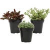 image:imageAltman Plants XL Giant Living Stones Succulents 8PK Lithops Live Plants amp Real Succulents Pet Safe Plants amp Live Succulent Plants Pet Friendly Plants Live Plants in 25 Pots with Succulent SoilPet Safe Succulents