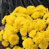 image:imageAltman Plants Yellow Chrysanthemum Plant in 1 Gal Grower Pot Garden Mum Flowering Plants Outdoor Plants Live Mums Real Outdoor Plants Patio or Porch Flowers for Fall Easy Care