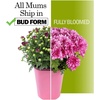 image:imageAltman Plants Yellow Chrysanthemum Plant in 1 Gal Grower Pot Garden Mum Flowering Plants Outdoor Plants Live Mums Real Outdoor Plants Patio or Porch Flowers for Fall Easy Care
