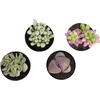 image:imageAssorted Succulents Mimicry Collection 25 8 Pack4 Pack