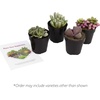 image:imageAssorted Succulents Mimicry Collection 25 8 Pack4 Pack