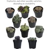 image:imageAssorted Succulents Mimicry Collection 25 8 Pack4 Pack