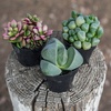 image:imageAssorted Succulents Mimicry Collection 25 8 Pack8 Pack