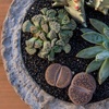 image:imageAssorted Succulents Mimicry Collection 25 8 Pack8 Pack
