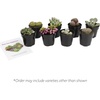 image:imageAssorted Succulents Mimicry Collection 25 8 Pack8 Pack