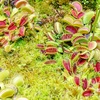image:imageCarnivorous Live Venus Flytraps 3PK NonToxic Pet Safe Plants 3 Pots