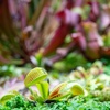 image:imageCarnivorous Live Venus Flytraps 3PK NonToxic Pet Safe Plants 3 Pots