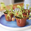 image:imageCarnivorous Live Venus Flytraps 3PK NonToxic Pet Safe Plants 3 Pots