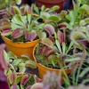image:imageCarnivorous Live Venus Flytraps 3PK NonToxic Pet Safe Plants 3 Pots