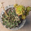 image:imageEcheveria Succulents Live Plants 3 Pack