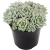 image:imageEcheveria Succulents Live Plants 3 Pack
