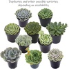 image:imageEcheveria Succulents Live Plants 3 Pack