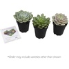 image:imageEcheveria Succulents Live Plants 3 Pack