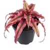 image:imageLive Cryptanthus Bromeliad Plant Cryptanthus bivittatus Pink Star Indoor Flowering Plant Earth Star House Plant in Pot Bromeliads Live Plants in Soil Colorful Potted Houseplant by Plants for Pets