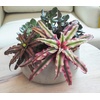 image:imageLive Cryptanthus Bromeliad Plant Cryptanthus bivittatus Pink Star Indoor Flowering Plant Earth Star House Plant in Pot Bromeliads Live Plants in Soil Colorful Potted Houseplant by Plants for Pets