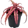 image:imageLive Cryptanthus Bromeliad Plant Cryptanthus bivittatus Pink Star Indoor Flowering Plant Earth Star House Plant in Pot Bromeliads Live Plants in Soil Colorful Potted Houseplant by Plants for Pets