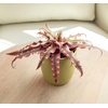 image:imageLive Cryptanthus Bromeliad Plant Cryptanthus bivittatus Pink Star Indoor Flowering Plant Earth Star House Plant in Pot Bromeliads Live Plants in Soil Colorful Potted Houseplant by Plants for Pets