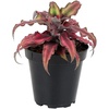 image:imageLive Cryptanthus Bromeliad Plant Cryptanthus bivittatus Pink Star Indoor Flowering Plant Earth Star House Plant in Pot Bromeliads Live Plants in Soil Colorful Potted Houseplant by Plants for Pets
