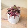 image:imageLive Cryptanthus Bromeliad Plant Cryptanthus bivittatus Pink Star Indoor Flowering Plant Earth Star House Plant in Pot Bromeliads Live Plants in Soil Colorful Potted Houseplant by Plants for Pets