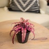 image:imageLive Cryptanthus Bromeliad Plant Cryptanthus bivittatus Pink Star Indoor Flowering Plant Earth Star House Plant in Pot Bromeliads Live Plants in Soil Colorful Potted Houseplant by Plants for Pets