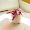image:imageLive Cryptanthus Bromeliad Plant Cryptanthus bivittatus Pink Star Indoor Flowering Plant Earth Star House Plant in Pot Bromeliads Live Plants in Soil Colorful Potted Houseplant by Plants for Pets