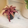 image:imageLive Cryptanthus Bromeliad Plant Cryptanthus bivittatus Pink Star Indoor Flowering Plant Earth Star House Plant in Pot Bromeliads Live Plants in Soil Colorful Potted Houseplant by Plants for Pets