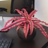 image:imageLive Cryptanthus Bromeliad Plant Cryptanthus bivittatus Pink Star Indoor Flowering Plant Earth Star House Plant in Pot Bromeliads Live Plants in Soil Colorful Potted Houseplant by Plants for Pets