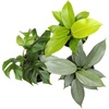 image:imageLive Philodendron House Plant Decor 3PK Indoor Houseplant Philodendrons Mix Pack Real Plant Box Rotating Assortment Includes White Decorative Planters