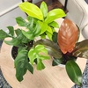 image:imageLive Philodendron House Plant Decor 3PK Indoor Houseplant Philodendrons Mix Pack Real Plant Box Rotating Assortment Includes White Decorative Planters