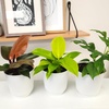 image:imageLive Philodendron House Plant Decor 3PK Indoor Houseplant Philodendrons Mix Pack Real Plant Box Rotating Assortment Includes White Decorative Planters