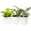image:imageLive Philodendron House Plant Decor 3PK Indoor Houseplant Philodendrons Mix Pack Real Plant Box Rotating Assortment Includes White Decorative Planters