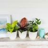 image:imageLive Philodendron House Plant Decor 3PK Indoor Houseplant Philodendrons Mix Pack Real Plant Box Rotating Assortment Includes White Decorative Planters